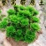 一宅一花四季绿植微景观精致卷柏草老桩室内懒人养护