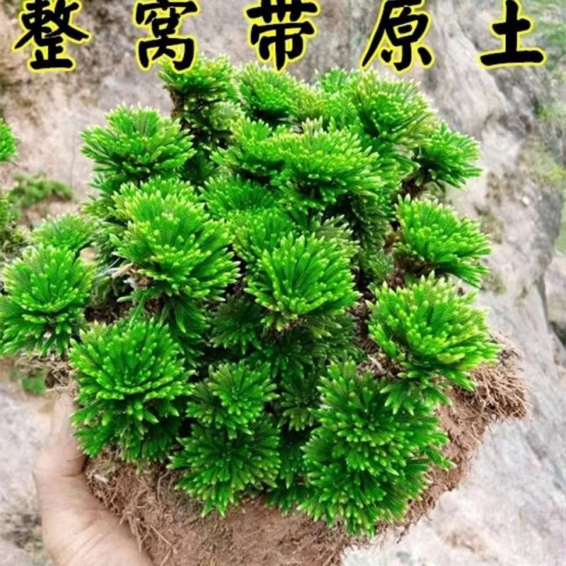 一宅一花四季绿植微景观精致卷柏草老桩室内懒人养护