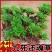 一宅一花四季绿植微景观精致卷柏草老桩室内懒人养护