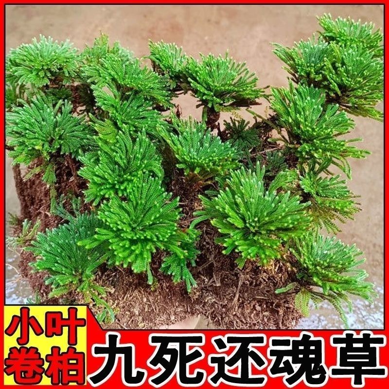 一宅一花四季绿植微景观精致卷柏草老桩室内懒人养护