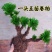 一宅一花四季绿植微景观精致卷柏草老桩室内懒人养护