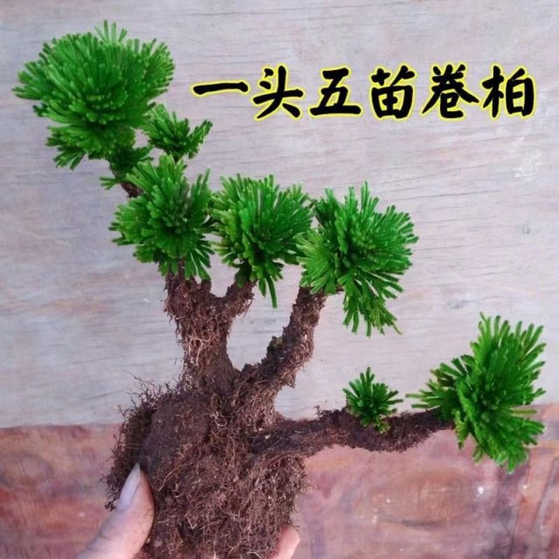 一宅一花四季绿植微景观精致卷柏草老桩室内懒人养护