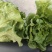 生菜