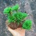 一宅一花四季绿植微景观精致卷柏草老桩室内懒人养护
