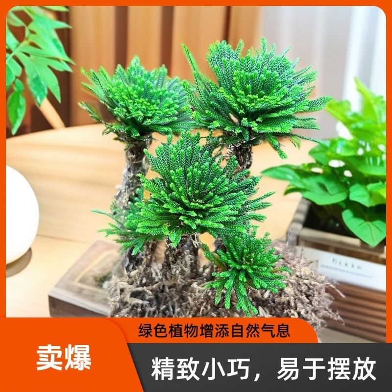 一宅一花四季绿植微景观精致卷柏草老桩室内懒人养护