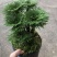 一宅一花四季绿植微景观精致卷柏草老桩室内懒人养护