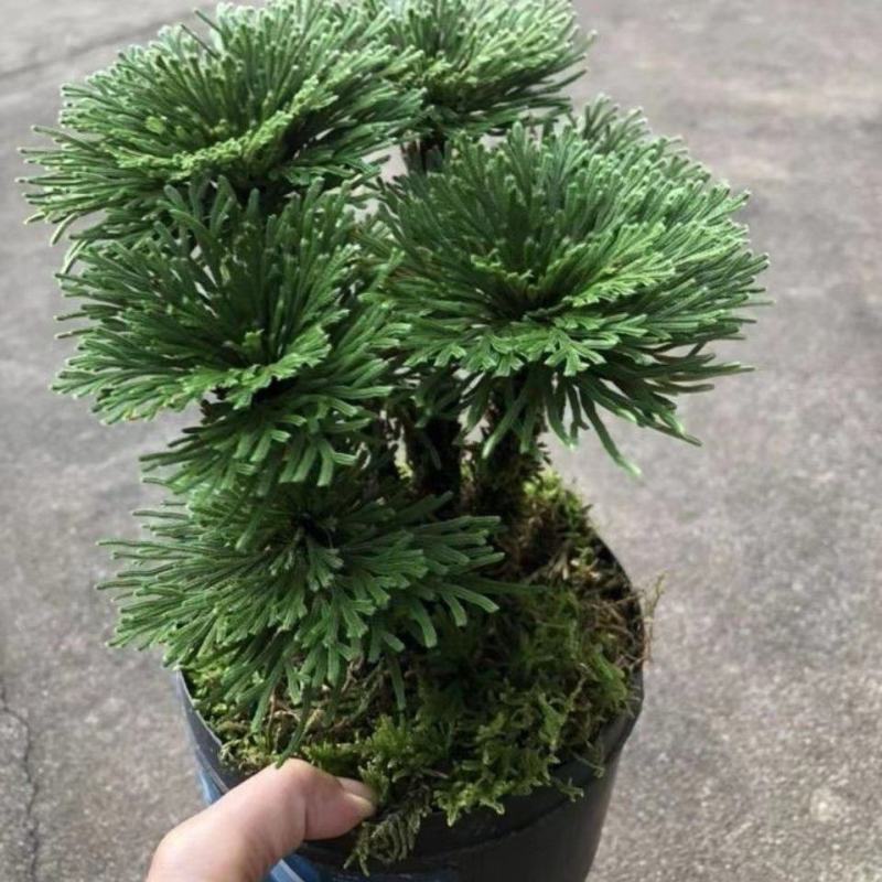 一宅一花四季绿植微景观精致卷柏草老桩室内懒人养护