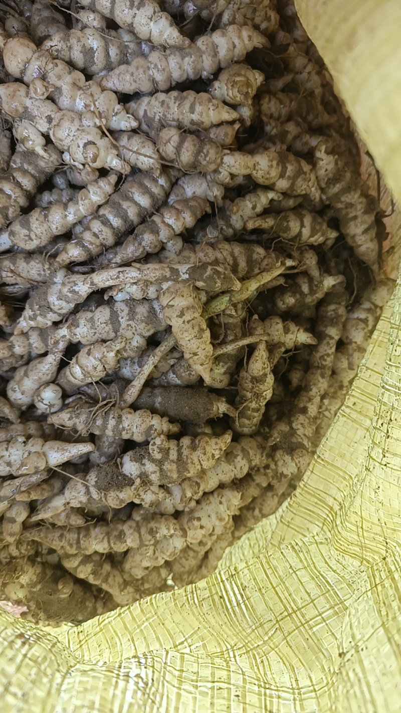 螺丝菜玉环