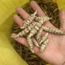 螺丝菜玉环