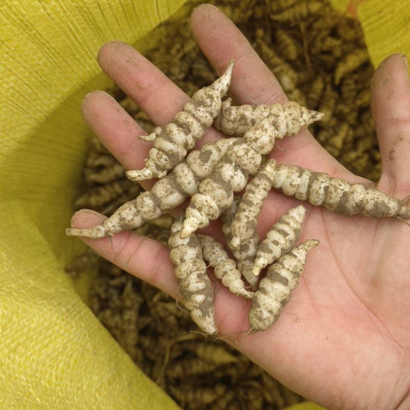 螺丝菜玉环