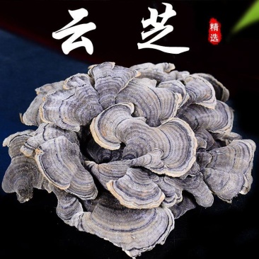 云芝中药材正品云芝千层蘑正品整朵云芝干货正宗云芝