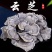 云芝中药材正品云芝千层蘑正品整朵云芝干货正宗云芝