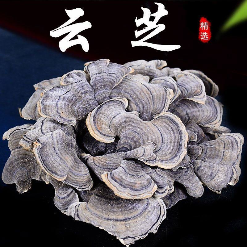 云芝中药材正品云芝千层蘑正品整朵云芝干货正宗云芝