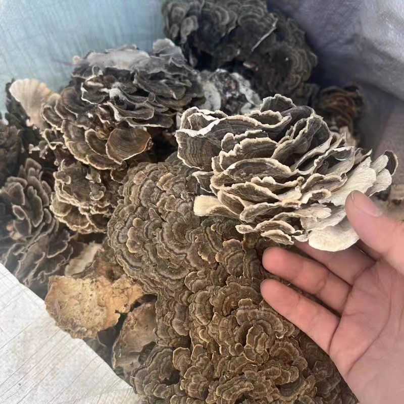 云芝中药材正品云芝千层蘑正品整朵云芝干货正宗云芝
