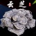 云芝中药材正品云芝千层蘑正品整朵云芝干货正宗云芝