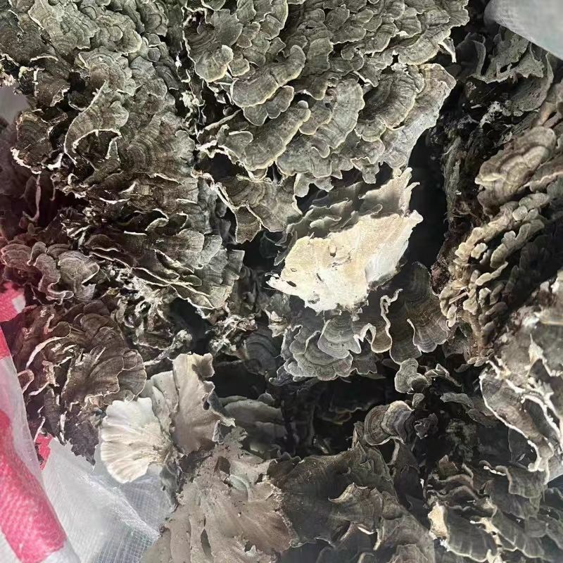 云芝中药材正品云芝千层蘑正品整朵云芝干货正宗云芝