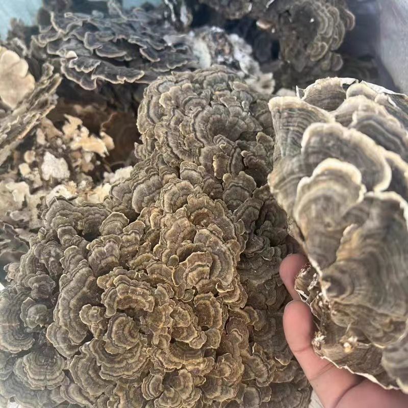云芝中药材正品云芝千层蘑正品整朵云芝干货正宗云芝