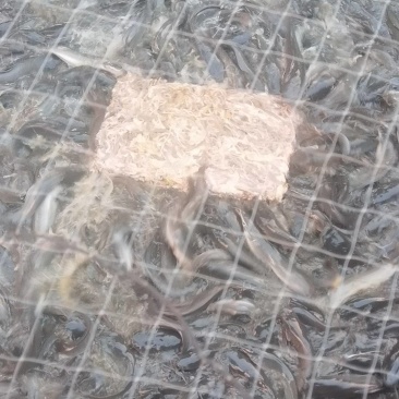 鲶鱼苗大苗