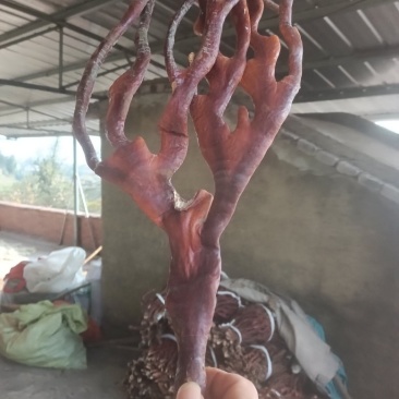 重庆人工种植鹿角灵芝大量上市产地自产自销