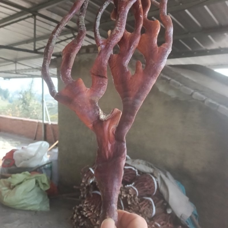 重庆人工种植鹿角灵芝大量上市产地自产自销