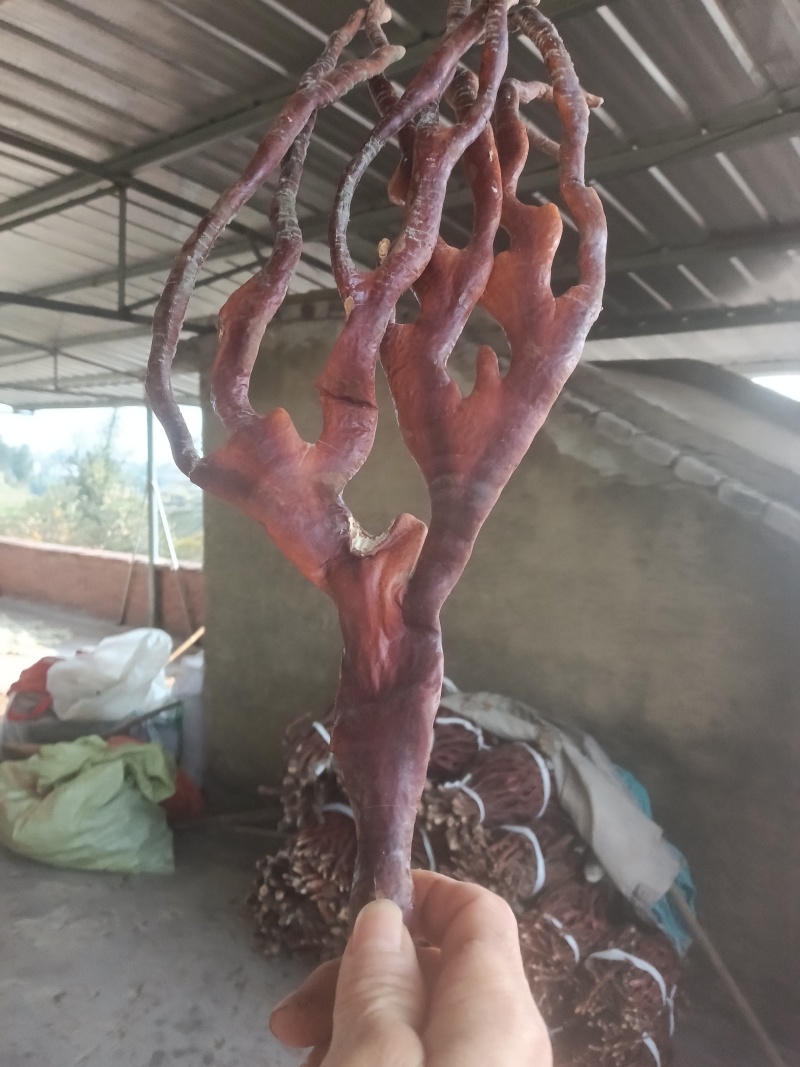 重庆人工种植鹿角灵芝大量上市产地自产自销