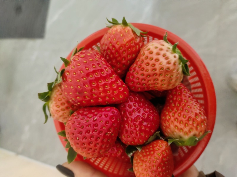 蚌埠红颜草莓大量上市价格美丽口感好