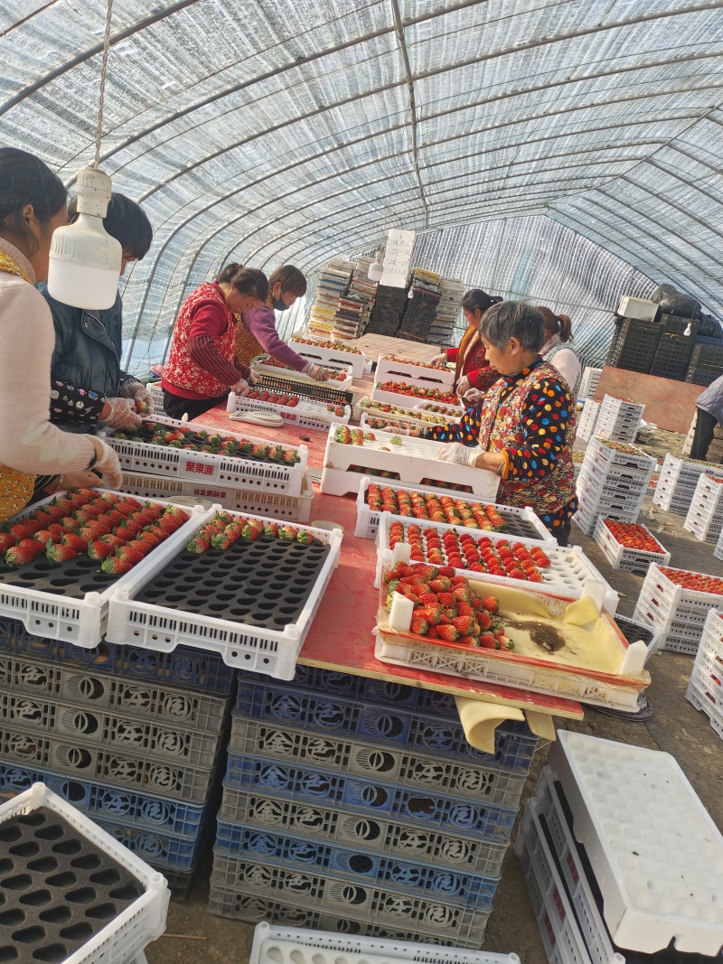 蚌埠红颜草莓大量上市价格美丽口感好