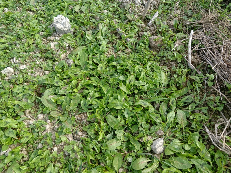 长期实力供应野生红梗辣蓼草、本草纲目药材之一