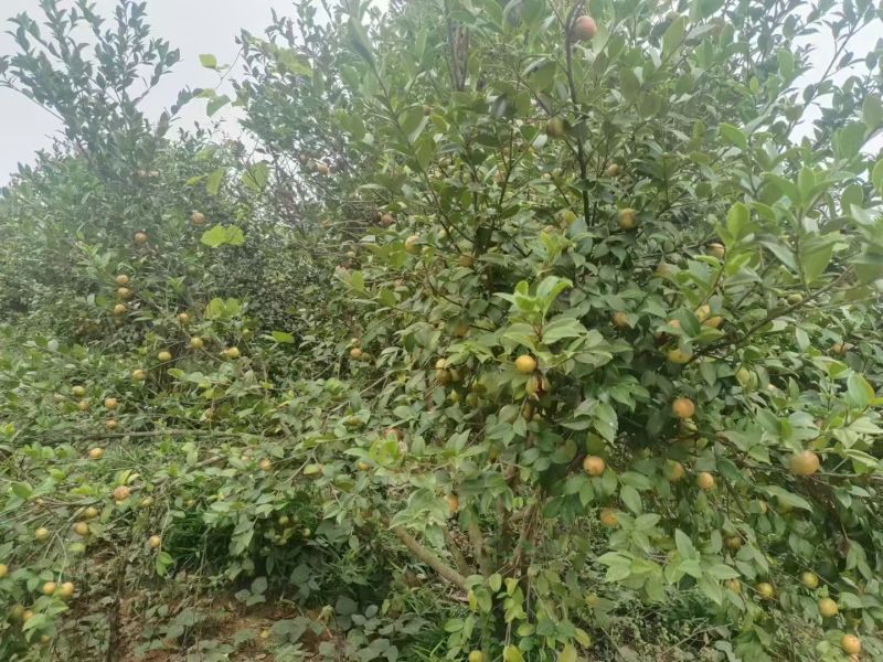 高山茶油