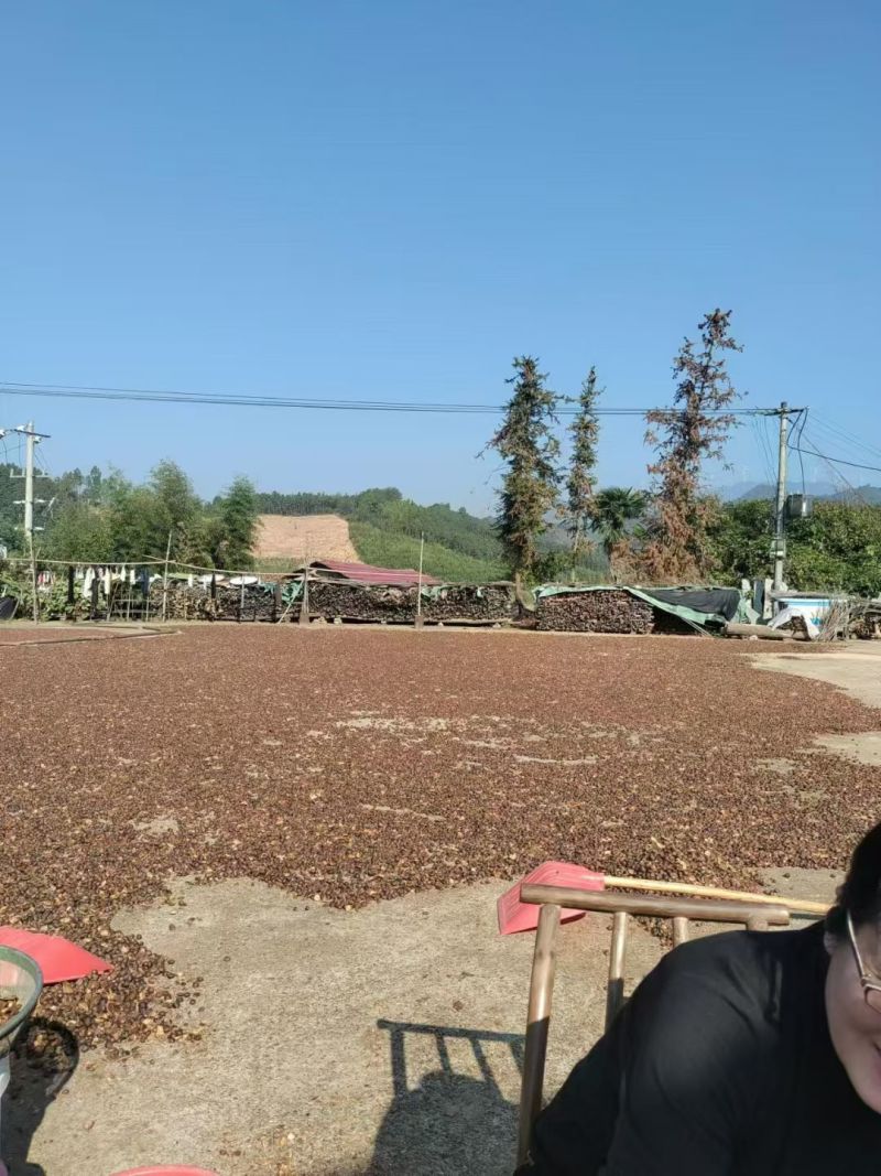 高山茶油