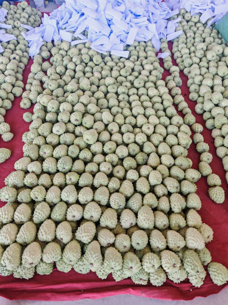 云南，释迦果大量上市，有需要的来对接。