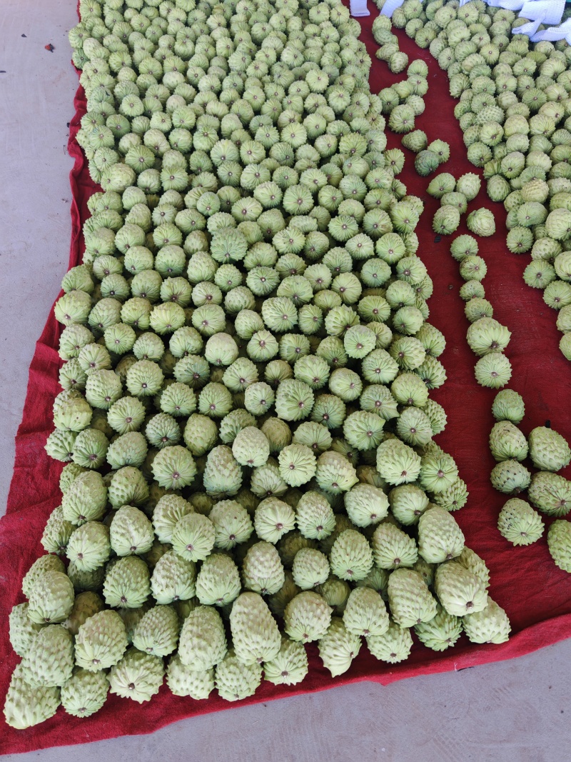 云南，释迦果大量上市，有需要的来对接。