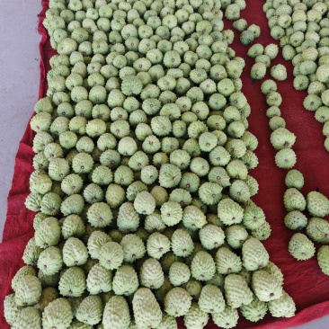 云南，释迦果大量上市，有需要的来对接。