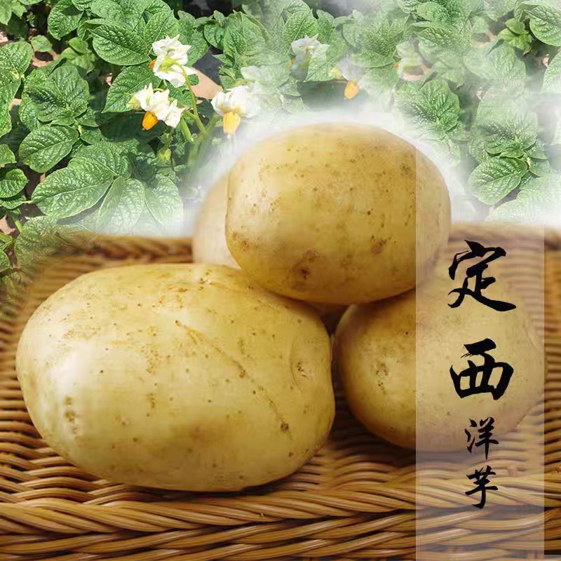 甘肃省定西市陇十土豆