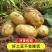甘肃省定西市陇十土豆