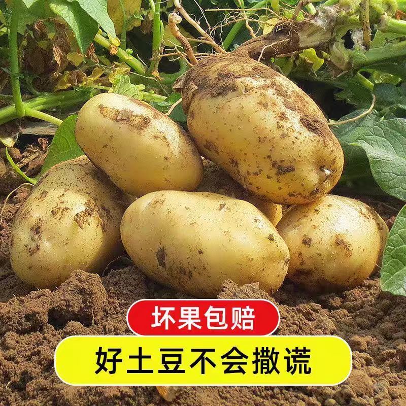 甘肃省定西市陇十土豆