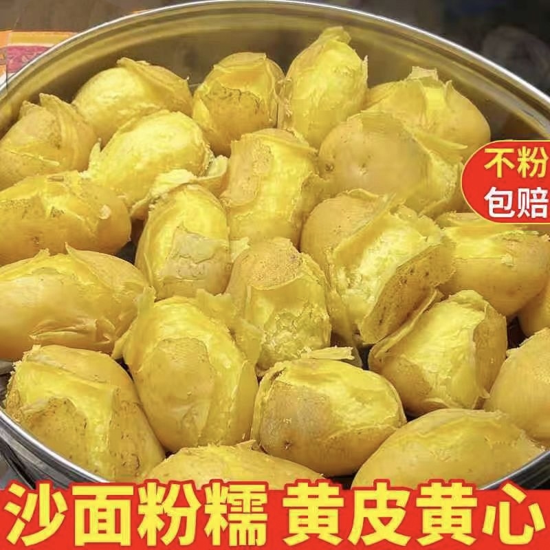 甘肃省定西市陇十土豆