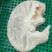 新鲜猪肚，一手货源，保质保量，可视频看货，诚信经营