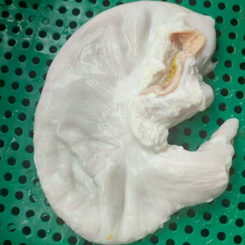 新鲜猪肚，一手货源，保质保量，可视频看货，诚信经营