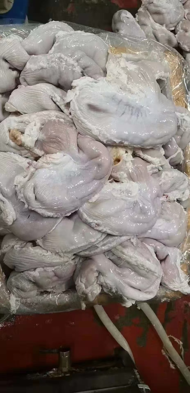 新鲜猪肚，一手货源，保质保量，可视频看货，诚信经营