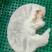 新鲜猪肚，一手货源，保质保量，可视频看货，诚信经营