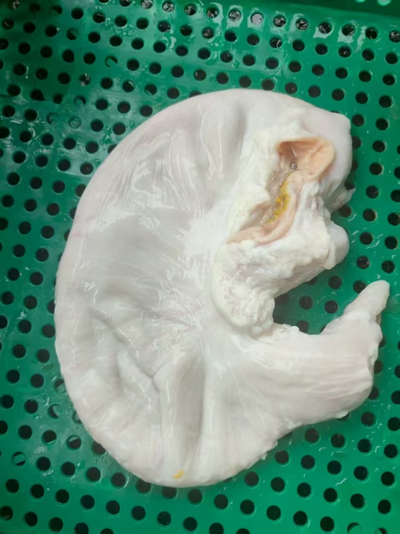 新鲜猪肚，一手货源，保质保量，可视频看货，诚信经营