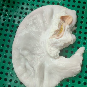 广东新鲜猪肚大量供应，全国发货，量大从优，欢迎选购