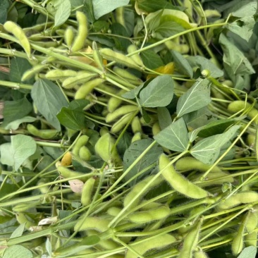 开科源5号大荚翠绿宝毛豆种子高产抗病香甜柔糯大荚青豆毛豆