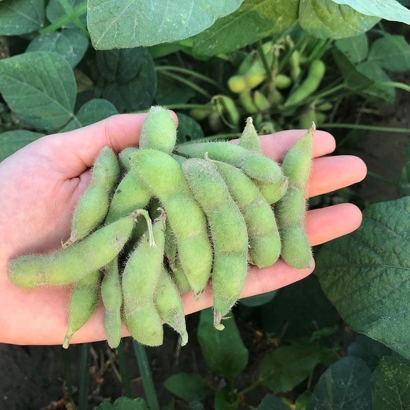 开科源5号大荚翠绿宝毛豆种子高产抗病香甜柔糯大荚青豆毛豆