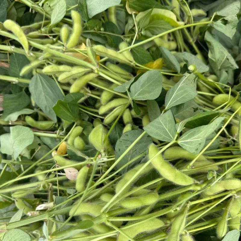 开科源5号大荚翠绿宝毛豆种子高产抗病香甜柔糯大荚青豆毛豆