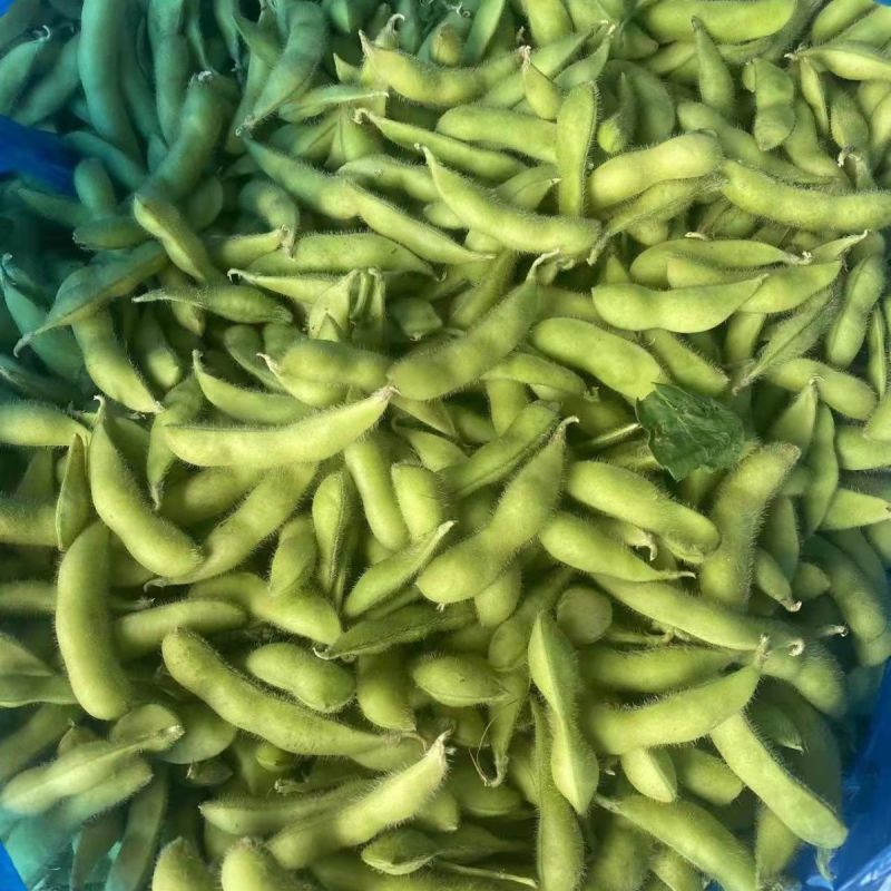 开科源5号大荚翠绿宝毛豆种子高产抗病香甜柔糯大荚青豆毛豆