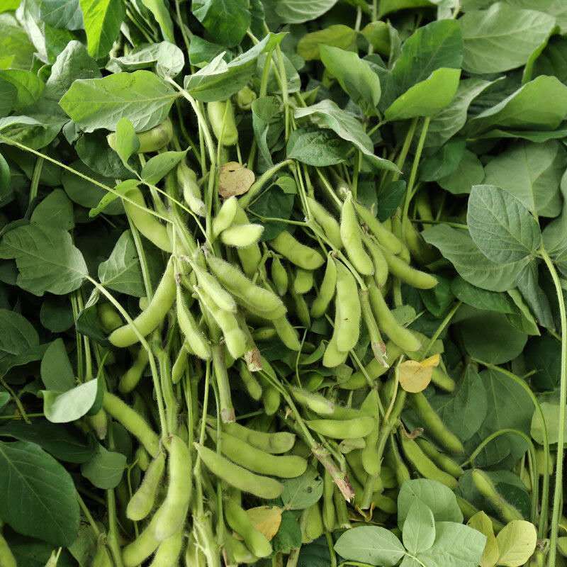 开科源5号大荚翠绿宝毛豆种子高产抗病香甜柔糯大荚青豆毛豆