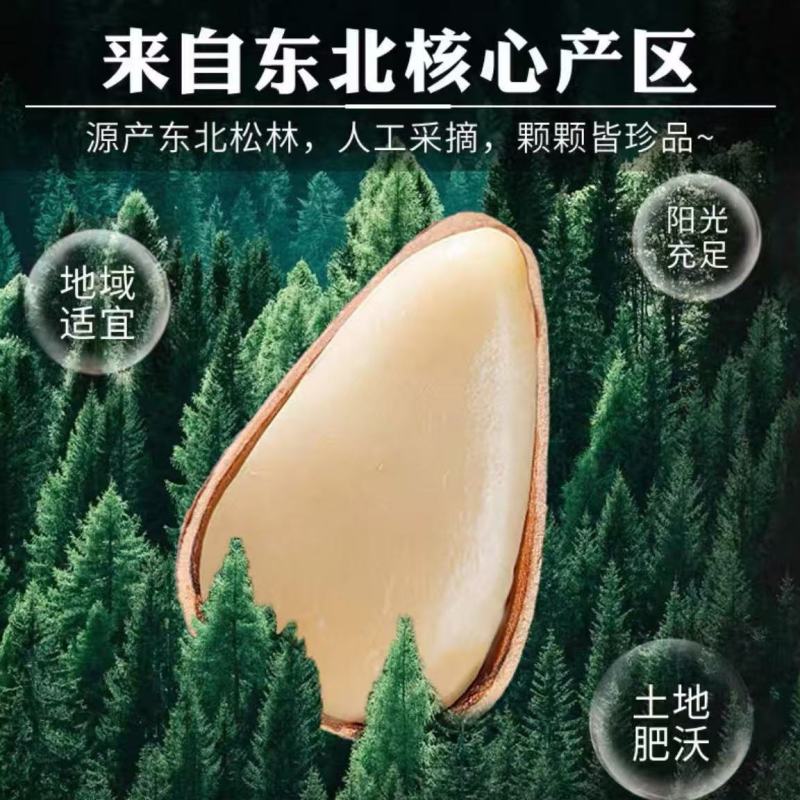 东北松子大颗粒1500粒一斤量大优惠，一件代发！