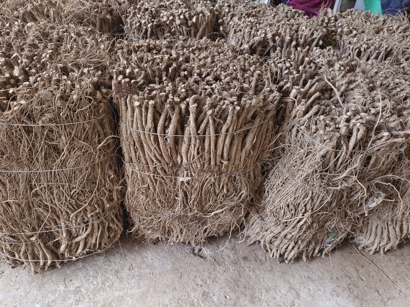 牛膝大量有货欢迎新老客户选购！